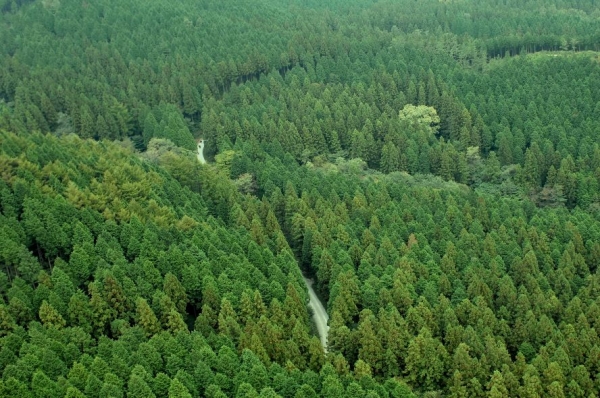 우수 조림지, 전남 장성 편백나무숲
