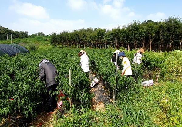 한농대 교직원들이 대학 부근 태풍 피해를 입능 농가를 방문, 일손돕기를 하고 있는 모습.