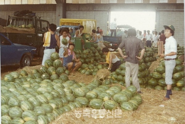 1985년 어느 여름날 가락시장 개설과 함께 한국청과 임직원 및 관계자들이 수박을 경매하기 위해 분주하게 움직이고 있다.