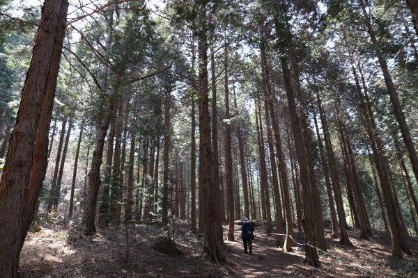 윤제림의 편백나무 숲.