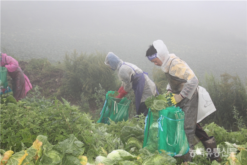 △궂은 날씨에도 외국인 노동자들이 배추선별 작업과 포장을 하고 있다.