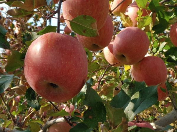 남원시, 대한민국 명품 농산물-사과(사진=남원시)
