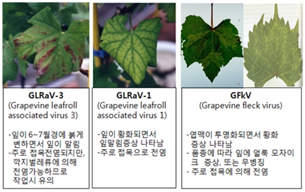 검정 바이러스 : 종자관리요강 고시 3종(GLRaV1, GLRaV3, GFkV)