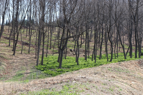 명이나물 수확 체험을 위해 나무 곳곳에는 임산물을 키우고 있다.